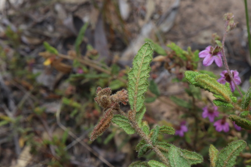 Image of Thomasia petalocalyx by (c) Thomas Mesaglio, some rights reserved (CC BY)