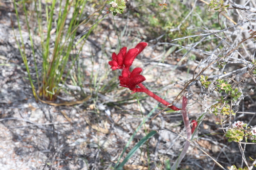 Anigozanthos rufus