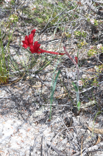 Image of Anigozanthos rufus by (c) Thomas Mesaglio, some rights reserved (CC BY)