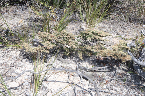Image of Verticordia oxylepis by (c) Thomas Mesaglio, some rights reserved (CC BY)