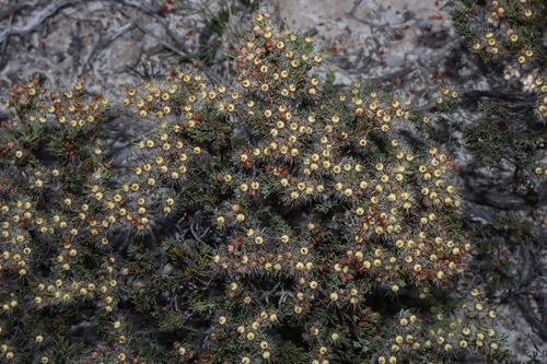 Image of Verticordia oxylepis by (c) Thomas Mesaglio, some rights reserved (CC BY)