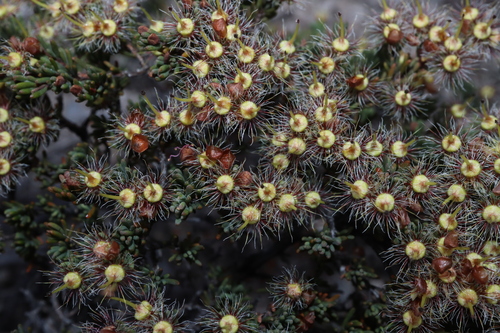 Image of Verticordia oxylepis by (c) Thomas Mesaglio, some rights reserved (CC BY)