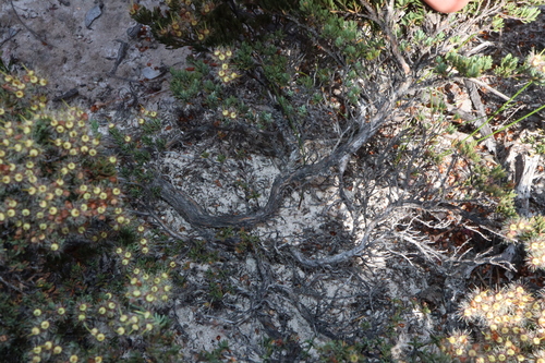 Image of Verticordia oxylepis by (c) Thomas Mesaglio, some rights reserved (CC BY)