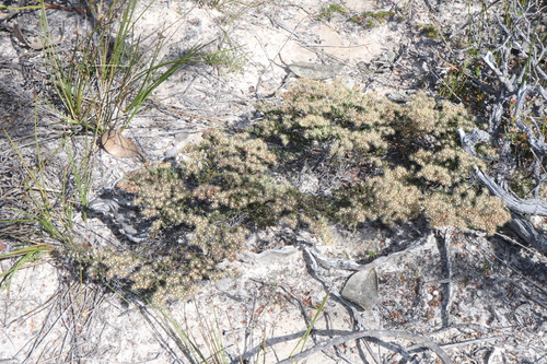 Image of Verticordia oxylepis by (c) Thomas Mesaglio, some rights reserved (CC BY)