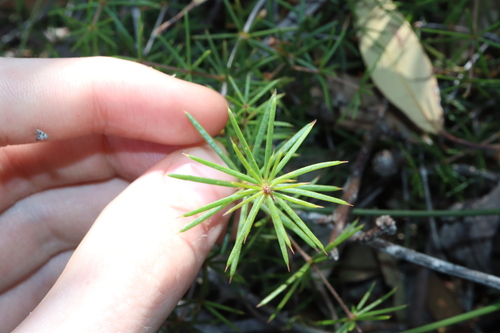 Image of Acacia simulans by (c) Thomas Mesaglio, some rights reserved (CC BY)