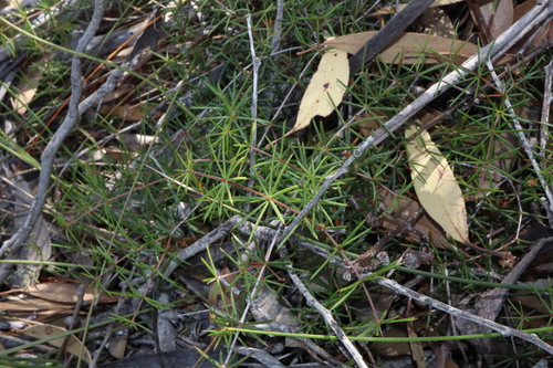 Image of Acacia simulans by (c) Thomas Mesaglio, some rights reserved (CC BY)