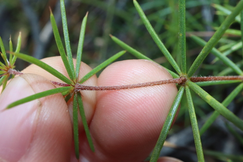 Image of Acacia simulans by (c) Thomas Mesaglio, some rights reserved (CC BY)