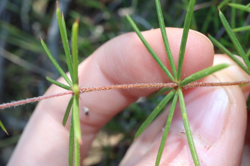 Image of Acacia simulans by (c) Thomas Mesaglio, some rights reserved (CC BY)