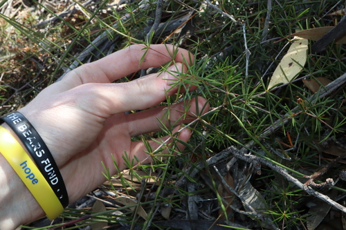 Image of Acacia simulans by (c) Thomas Mesaglio, some rights reserved (CC BY)