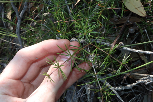 Image of Acacia simulans by (c) Thomas Mesaglio, some rights reserved (CC BY)
