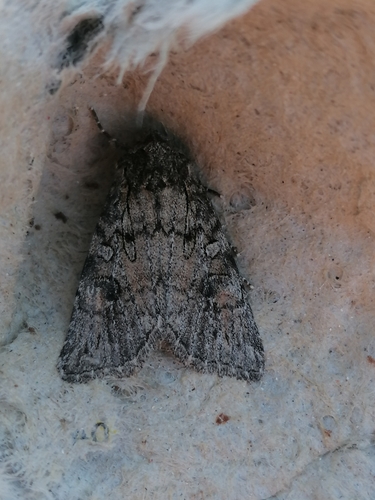 Evisa schawerdae