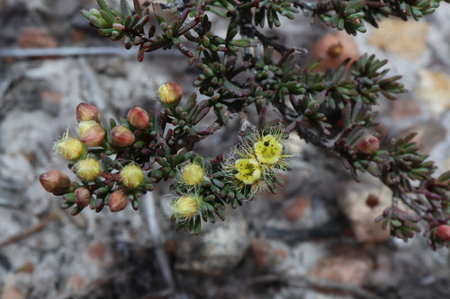 Image of Verticordia oxylepis by (c) Thomas Mesaglio, some rights reserved (CC BY)