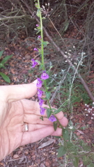 Sairocarpus nuttallianus