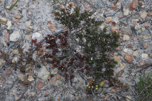 Image of Verticordia oxylepis by (c) Thomas Mesaglio, some rights reserved (CC BY)