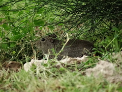 Microcavia australis