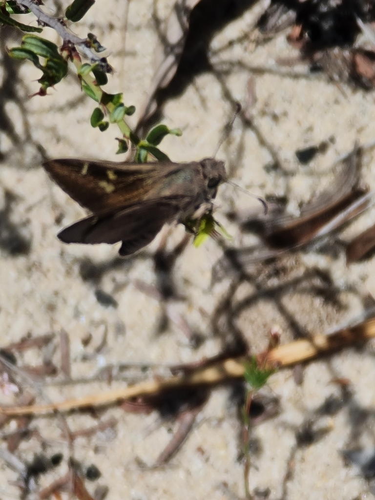 blue iris-skipper