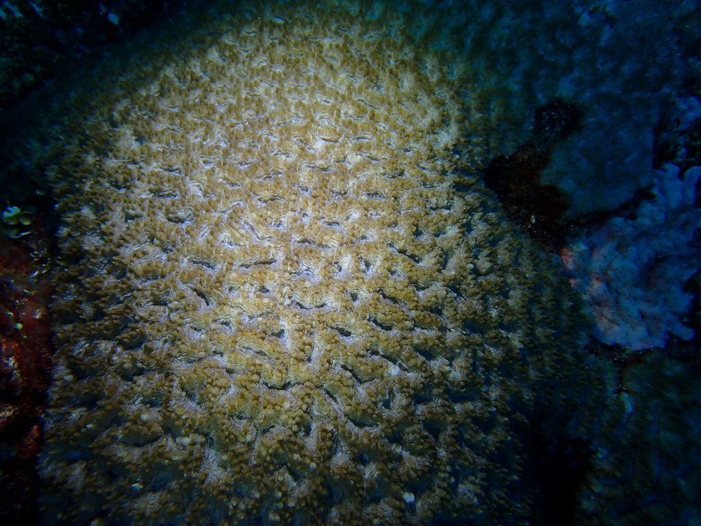 Ishigaki Root Coral