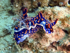 Miamira flavicostata