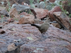 Rhinocrypta lanceolata