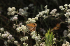 Coenonympha dorus