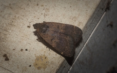 Hydrillodes metisalis