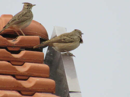 Crested Lark (Galerida cristata), photo 10