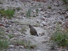 Rhinocrypta lanceolata