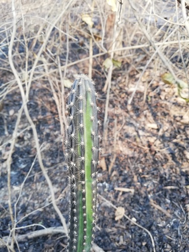 Tasajillo de Oaxaca