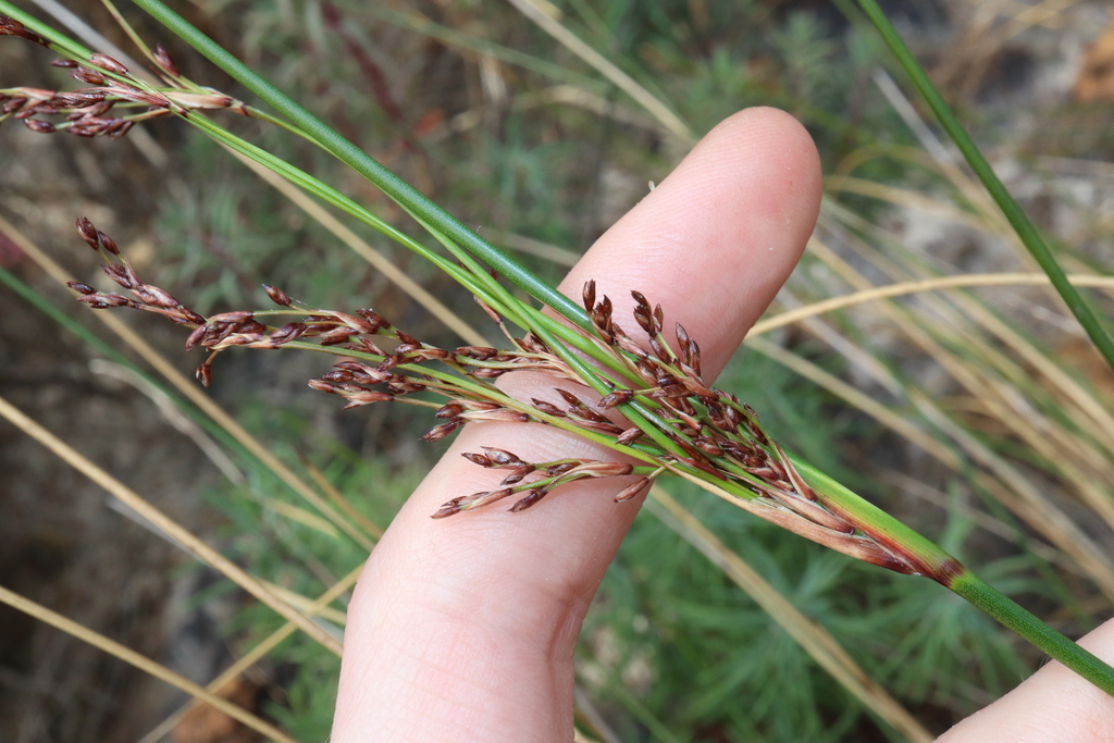 rushes from Fitzgerald River National Park WA 6346, Australia on ...