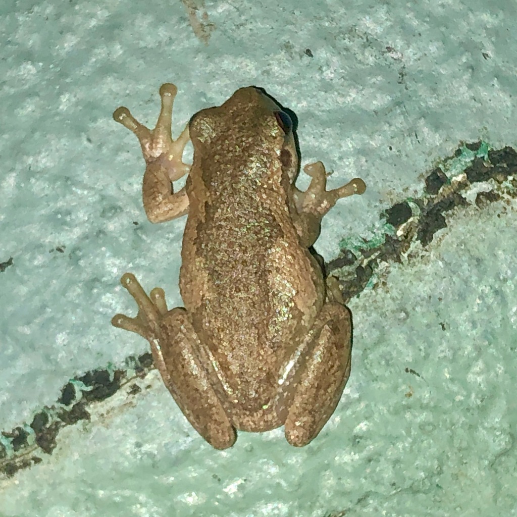 Bleating Tree Frog from Peacock Creek NSW 2469, Australia on October 1