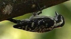 Brown-Capped Pygmy Woodpecker photo 2