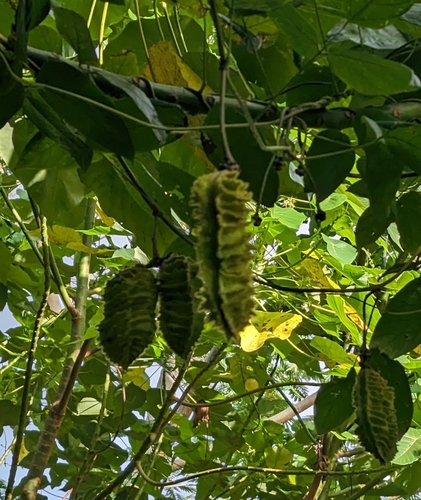 Mucuna sloanei, 2023-10-24