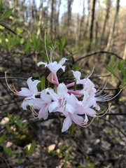 Rhododendron prinophyllum