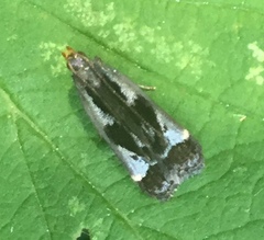 Dichomeris ochripalpella