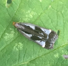 Dichomeris ochripalpella
