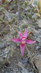 Krameria cistoidea
