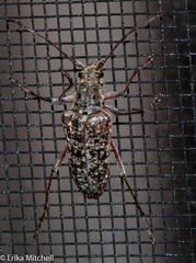 Anthophylax attenuatus