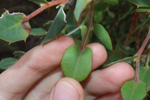 Image of Hakea denticulata by (c) Thomas Mesaglio, some rights reserved (CC BY)