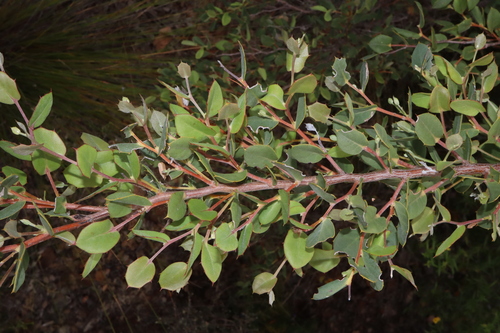 Image of Hakea denticulata by (c) Thomas Mesaglio, some rights reserved (CC BY)