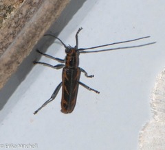 Saperda imitans