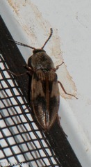 Stropenron hieroglyphica