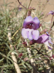Penstemon incertus