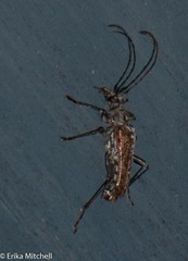 Anthophylax attenuatus