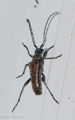 Anthophylax attenuatus