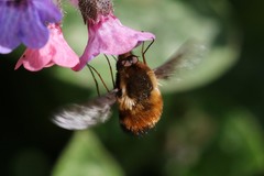 Bombylius discolor