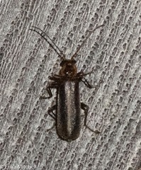 Podabrus punctulatus