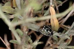 Eurydema sea