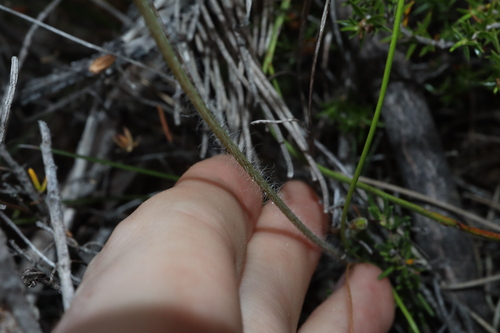Image of Stylidium hirsutum by (c) Thomas Mesaglio, some rights reserved (CC BY)
