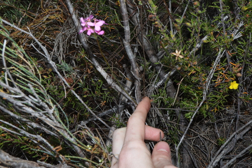 Image of Stylidium hirsutum by (c) Thomas Mesaglio, some rights reserved (CC BY)