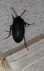 Penthe pimelia